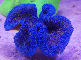 Image result for Anemonenarten