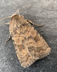 Attēlu rezultāti vaicājumam “Caradrina morpheus”