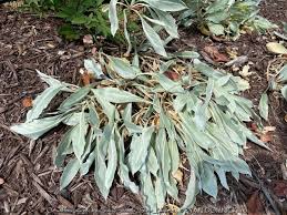 Attēlu rezultāti vaicājumam “Cribraria oregana macro”