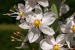 Image result for Steppenkerze