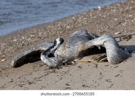 Attēlu rezultāti vaicājumam “Grus grus adult”