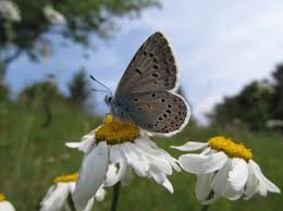 Attēlu rezultāti vaicājumam “Agrodiaetus amandus female”
