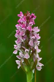 Attēlu rezultāti vaicājumam “Dactylorhiza cruenta flower”