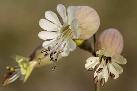 Image result for Silene vulgaris