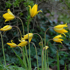 Attēlu rezultāti vaicājumam “Tulipa sylvestris fruit”