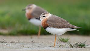 Image result for Charadrius asiaticus