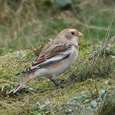 Attēlu rezultāti vaicājumam “Plectrophenax nivalis adult”