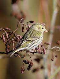 Attēlu rezultāti vaicājumam “Carduelis spinus female”