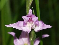 Attēlu rezultāti vaicājumam “Cephalanthera rubra leaf”