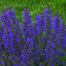 Attēlu rezultāti vaicājumam “Salvia pratensis”