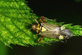 Attēlu rezultāti vaicājumam “Rhabdomiris striatellus”