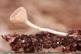 Attēlu rezultāti vaicājumam “Ciboria amentacea”