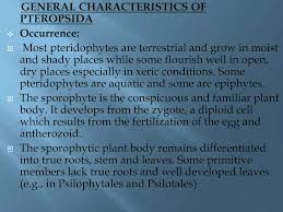 Attēlu rezultāti vaicājumam “Pteropsida”