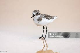 Image result for Charadrius mongolus