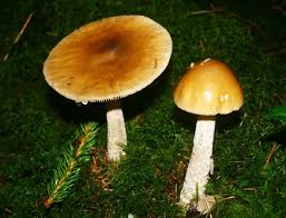 Attēlu rezultāti vaicājumam “Amanita crocea”