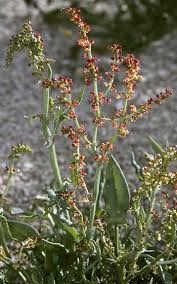 Attēlu rezultāti vaicājumam “Rumex acetosella flower”