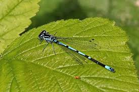 Attēlu rezultāti vaicājumam “Coenagrion pulchellum male”