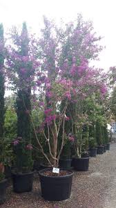 Image result for Lagerstroemia