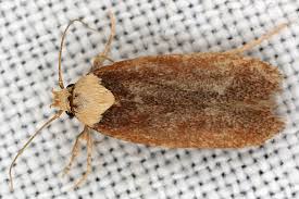 Attēlu rezultāti vaicājumam “Depressaria depressana”