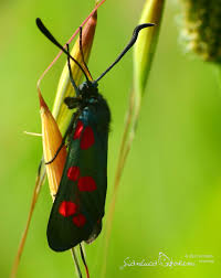 Attēlu rezultāti vaicājumam “Zygaena filipendulae exuvia”