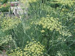 Attēlu rezultāti vaicājumam “Anethum graveolens flower”