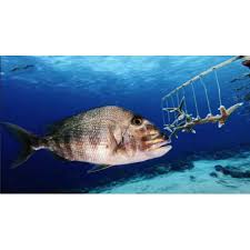 Image result for Calamus bajonado