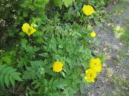 Image result for Meconopsis cambrica