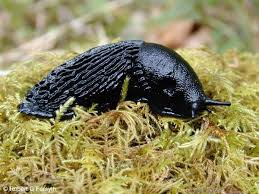 Attēlu rezultāti vaicājumam “Arion rufus”