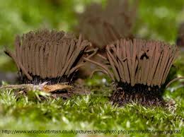 Attēlu rezultāti vaicājumam “Stemonitis fusca young”