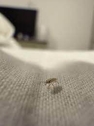 Attēlu rezultāti vaicājumam “Nithecus jacobaeae”