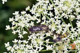 Attēlu rezultāti vaicājumam “Prosternon tessellatum”