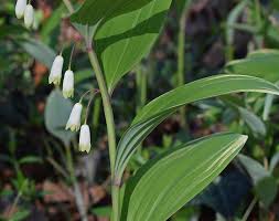 Attēlu rezultāti vaicājumam “Polygonatum multiflorum  flower”