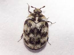 Attēlu rezultāti vaicājumam “Anthrenus verbasci”