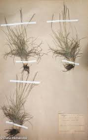 Attēlu rezultāti vaicājumam “Nardus stricta fruit”