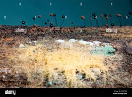 Attēlu rezultāti vaicājumam “Comatricha nigra spores”