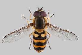 Attēlu rezultāti vaicājumam “Syrphus torvus”