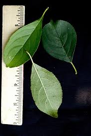Attēlu rezultāti vaicājumam “Rhamnus cathartica leaf”
