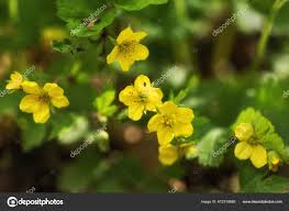 Attēlu rezultāti vaicājumam “Waldsteinia geoides flower”