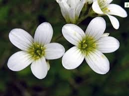 Attēlu rezultāti vaicājumam “Saxifraga granulata leaf”