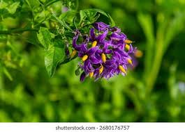Attēlu rezultāti vaicājumam “Solanum dulcamara flower”