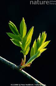 Attēlu rezultāti vaicājumam “Sorbus aucuparia leaf”