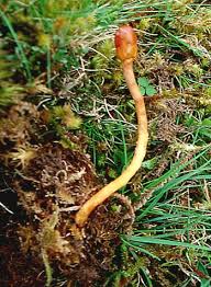 Attēlu rezultāti vaicājumam “Lycogala confusum young”