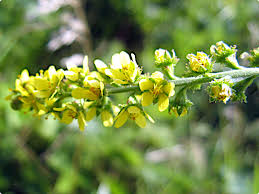 Attēlu rezultāti vaicājumam “Agrimonia pilosa flower”
