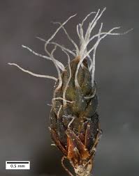 Attēlu rezultāti vaicājumam “Syntrichia virescens”