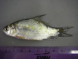 Image result for Ictiobus cyprinellus