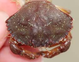 Image result for Cancer irroratus