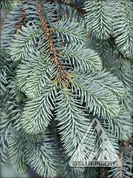 Attēlu rezultāti vaicājumam “Picea”