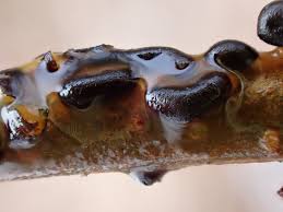 Attēlu rezultāti vaicājumam “Trichia alpina”