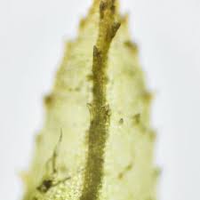 Attēlu rezultāti vaicājumam “Atrichum flavisetum”