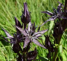 Attēlu rezultāti vaicājumam “Swertia perennis leaf”